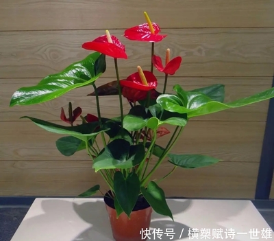 红掌可以放在客厅吗