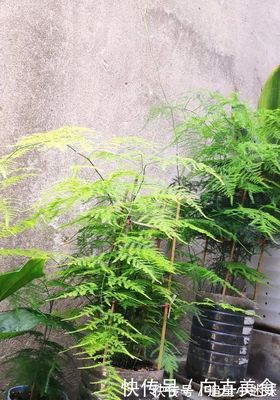文竹放在卧室好吗