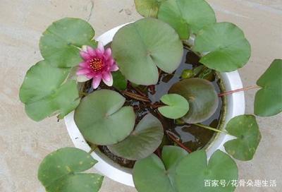 室内荷花怎么养殖方法