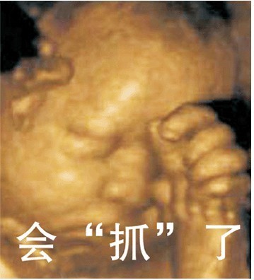 怀孕6个月胎儿图片