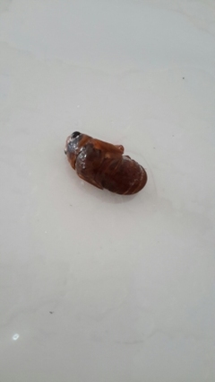 孕妇能吃蝉蛹吗
