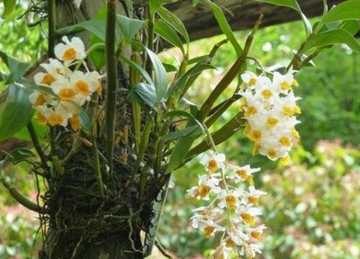 室内种植什么赚钱