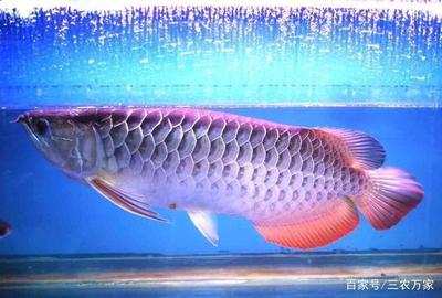 中國龍魚批發(fā)市場在哪里啊 水族問答