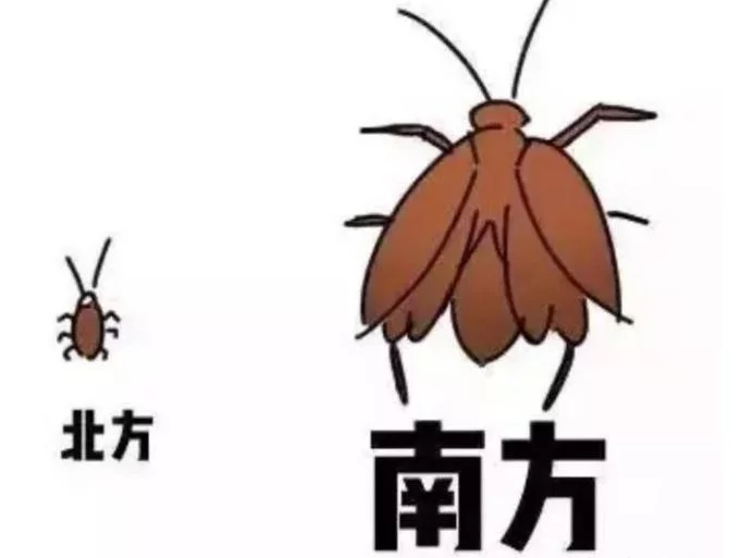 北方蟑螂和南方蟑螂为什么差距这么大呀(美洲大蠊与德国小蠊的对比)