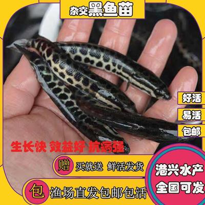 魚(yú)缸售后服務(wù)內(nèi)容包括哪些方面 水族問(wèn)答