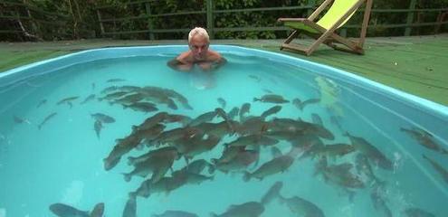 养食人鱼风水大忌