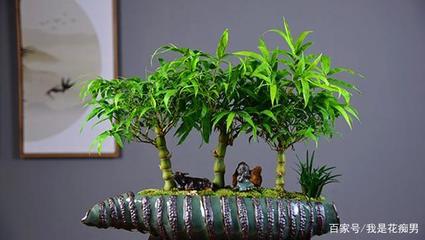 室内盆栽竹子