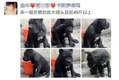 给狗取名字