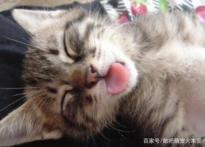 猫口吐白沫是怎么回事