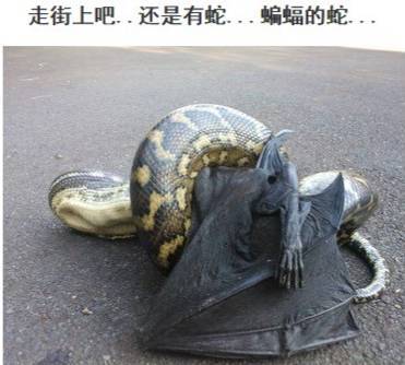 看到蛇是不是运气不好