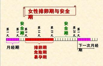 女生什么时候排卵期
