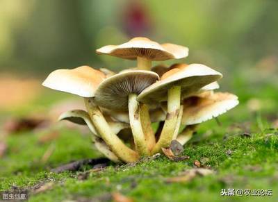 室内菌类种植