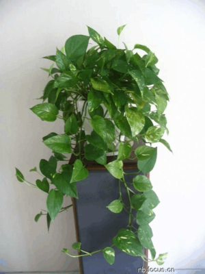 阳台上适合种什么植物