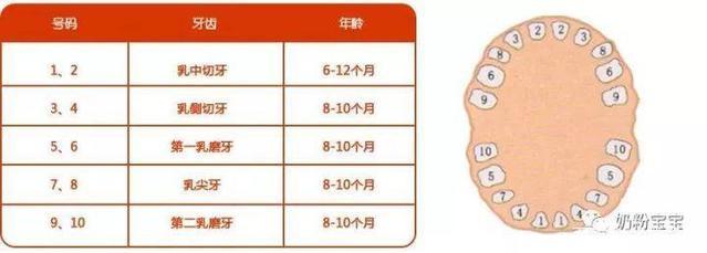 几个月可以吃磨牙棒