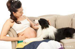 孕妇可以接触宠物吗