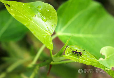 。蚂蚁拿树叶。你能到什么呢