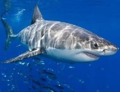 全世界有多少种鲨鱼