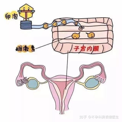 排卵期出血和月经的区别