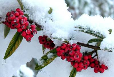 阳春白雪下一句