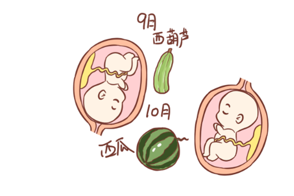 胚胎和胎儿