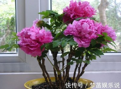 牡丹花在家里养好不好