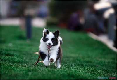 一岁牧羊犬多少钱一只