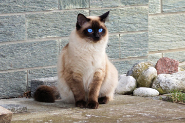 小猫英文名