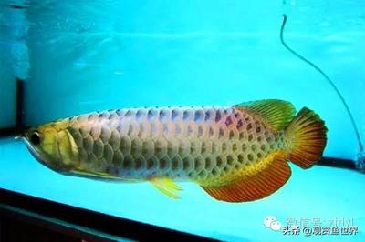 品牌魚缸排名前十：2020年十大魚缸品牌