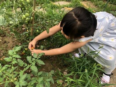 怀孕梦见摘西红柿