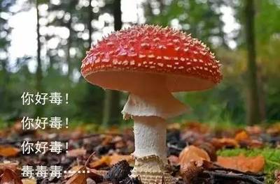 怀孕可以吃野生菌吗