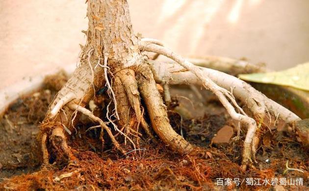 植物的根具有哪三个作用