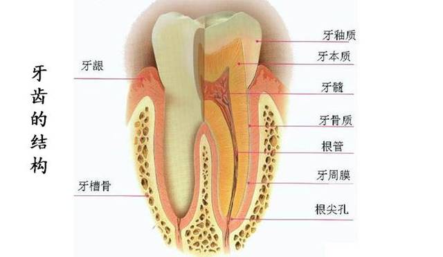 一个牙有多少神经