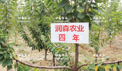 果树保险赔偿标准
