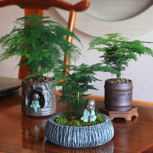 室内养竹子