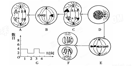 体细胞有多少基因