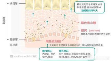 皮肤美白的原理