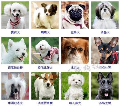 怎么给狗狗取名字好听