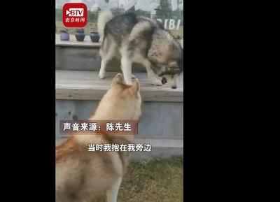 狗狗性格