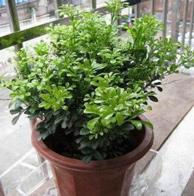 西阳台适合种什么植物