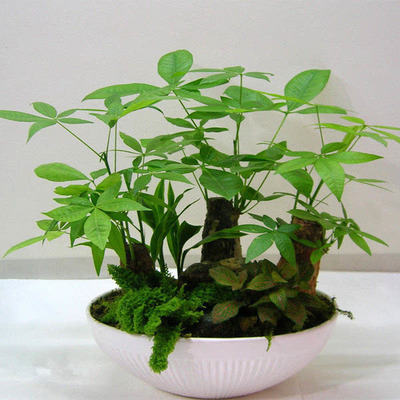 办公桌风水植物