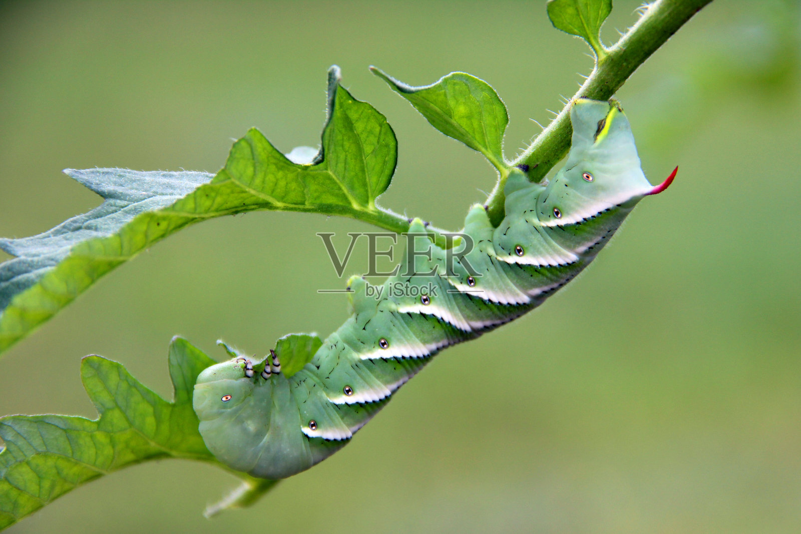烟草天蛾的幼虫照片摄影