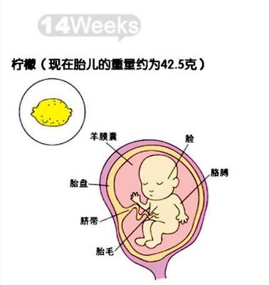 胎儿十五周发育图