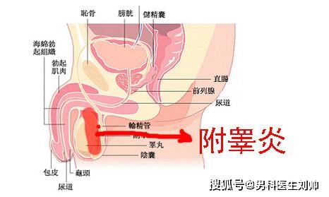 一侧睾丸疼痛是怎么回事