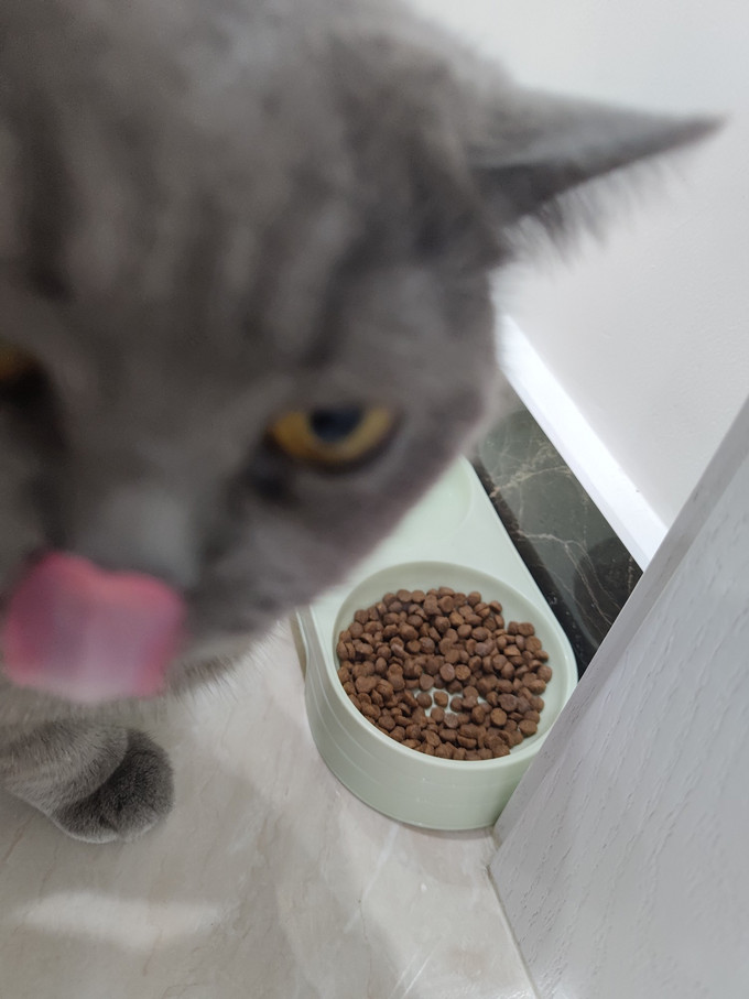 2个月大的猫吃多少猫粮