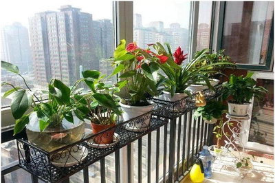 阳台适合种什么植物