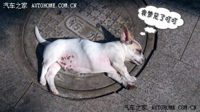 做梦梦到被虫子咬
