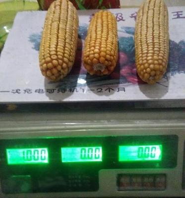 玉米带棒卖多少钱