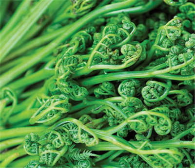 怀孕可以吃蕨菜