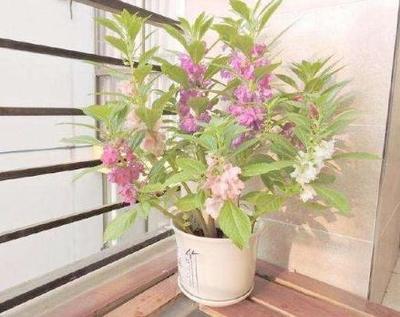 适合养在卧室的花