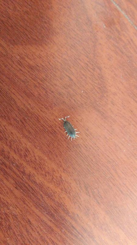 木地板虫子用什么杀死